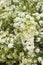 White spiraea blossom