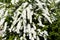 white Spiraea x cinerea plant blooming