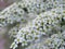 White spiraea flowers close up.