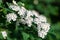 White Spiraea (Meadowsweet) Flowers