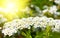 White Spiraea (Meadowsweet) flowers early spring