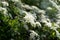 White Spiraea Thunbergii bush or Thunberg Meadowsweet