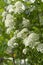 White spirea