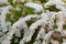 White spirea blooming in beautiful hedge