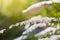 White spirea blooming in beautiful hedge