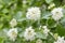 White Spirea Flowers