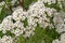 White Spirea Flowers closeup