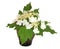 White Spirea fresh delicate flowers and petals, isolated on whit