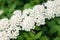 White Spirea in a garden