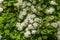 White spirea inflorescence with green leaves and a bee are on a blurred background in the park in summer is on a blurred green
