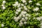 White spirea inflorescence with green leaves and a bee are on a blurred background in the park in summer is on a blurred green