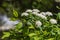 White spirea inflorescence with green leaves is on a blurred green background