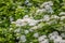 White spirea inflorescence with green leaves is on a blurred green background