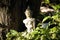 White, Spirit Statues leaning against a tree in the forest under the sunlight