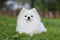 White Spitz playing on grass