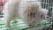 a white Spitz puppy in a cage. sale of pets at the fair.