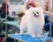 White spitz on the table for grooming, close-cropped wool, scissors