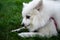 White spitz for a walk, summer park