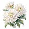 White Splendour Chrysanthemum Watercolor Painting On White Background