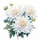 White Splendour Chrysanthemum Watercolor Painting On White Background