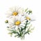 White Splendour Daisy Watercolor Painting On White Background