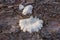 White split-gill fungus growing on the old tree trunk