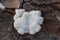 White split-gill fungus growing on the old tree trunk
