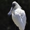 White spoonbill, contrasting black background