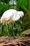 The white spoonbill is standing on the ground