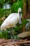 The white spoonbill is standing on the ground