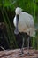 The white spoonbill is standing on the ground