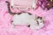 White with spots cat on pink artificial fur with a decorative suitcase and a bouquet of flowers in a wicker basket on a coral