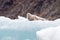 White spotted Alaskan harbor seal lounging and relaxing on small iceberg with parent watching over