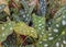 White spotted Begonia leaves