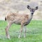 White-spotted Black-tailed Deer Fawn Grazing in Alert
