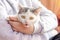 White spotted cat meows on the hands of the hostess