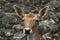 White Spotted Deer