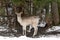 White Spotted Deer. Two Fallow Deer Buck. Majestic Powerful Adult Fallow Deer, Dama Dama, In Winter Forest, Belarus. A Male Of Fal