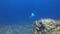 White Spotted Eagle Ray Swimming Over Rocky Coral Reef In Blue Sea Water Australia