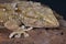 White spotted gecko / Tarentola annularis