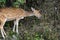 White-spotted golden deer grazing its food