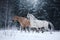 White spotted horse and brown horse portrait, walk on the paddock