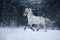 White spotted horse portrait, walk on the paddock