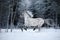 White spotted horse portrait, walk on the paddock