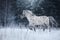 White spotted horse portrait, walk on the paddock