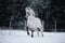 White spotted horse portrait, walk on the paddock