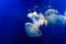 White spotted jellyfishes underwater