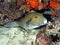 White Spotted Puffer Fish (Arothron hispidus)