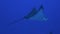 White Spotted Rays Or Eagle Rays Close Up Swimming Together In Deep Blue Sea