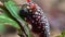 A white-spotted red caterpillar eating plant leaf